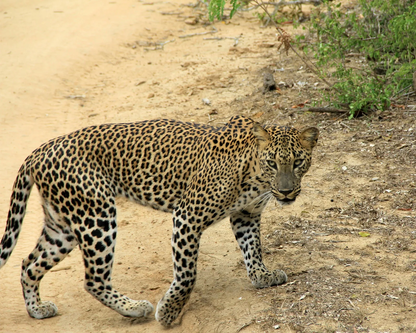 Elusive leopard on game track in Wilpattu National Park